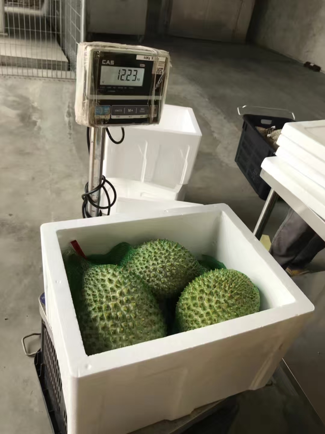 Malaysia Whole Musang King Fresh Durian 1.0-1.5kg/pc,2.5kg/box Ship to China 马来猫山王新鲜榴莲整颗1-1.5公斤/粒,2.5公斤/箱直邮到中国
