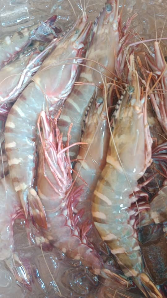 Freshness Udang Tajam 占虾 500g / pack