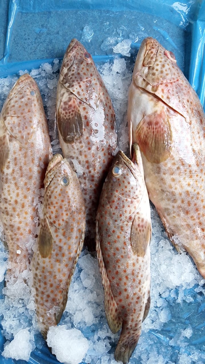 Grouper 大石斑鱼 ikan kerapu sold in kilograms