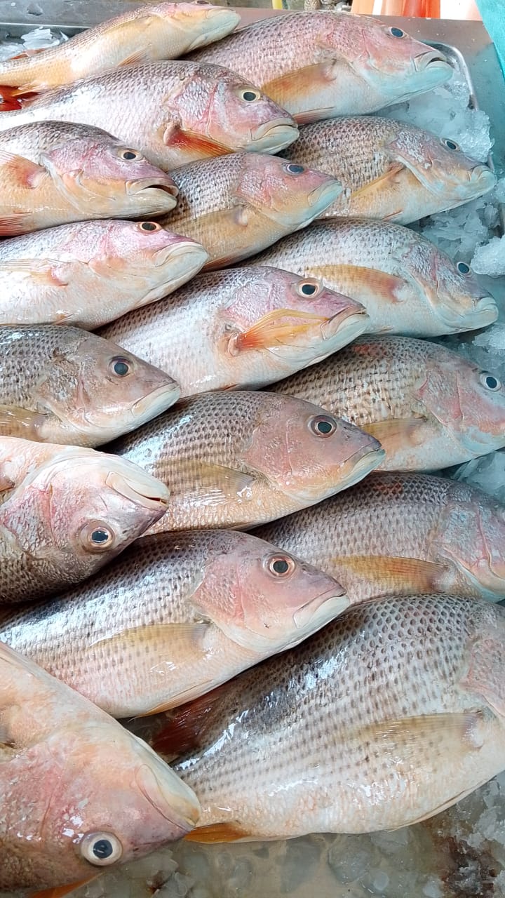 White Snapper | Jenahak Putih | 大白皂魚 sale with kg