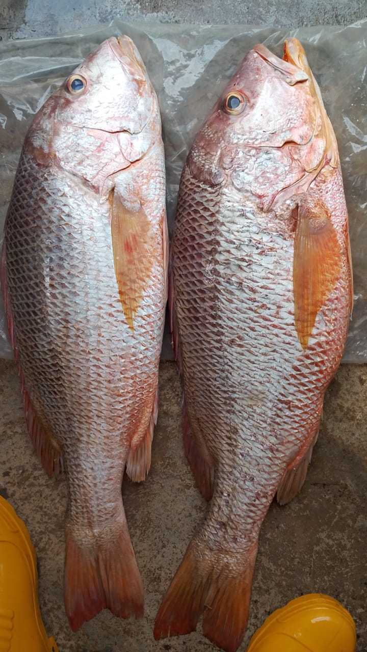 Big Golden Snapper 5Kg~6kg 1Pcs 大红皂 5Kg~6kg 1只