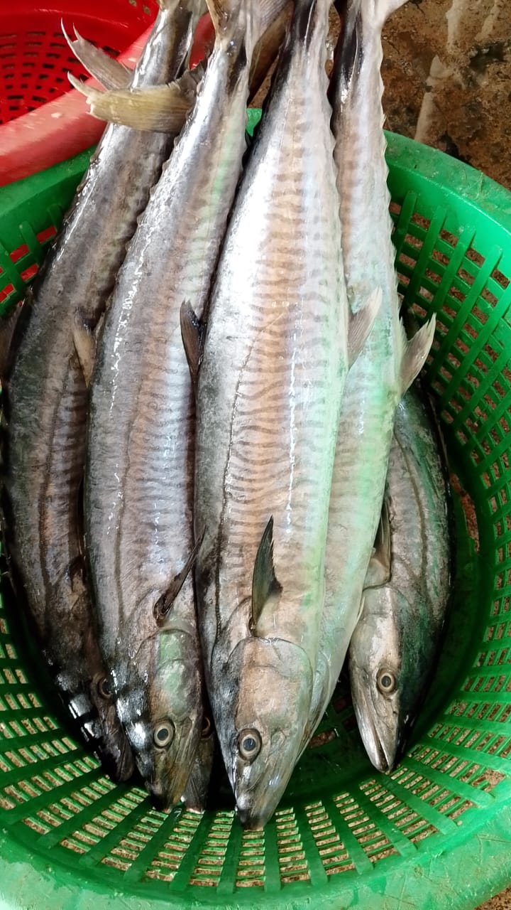WOLF HERRING 西刀鱼 Ikan Pisau sold in kg