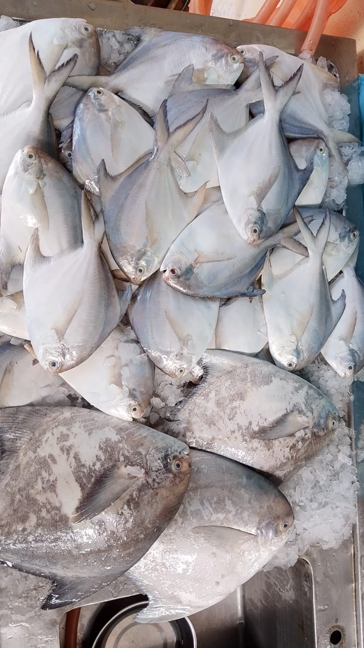 Big White Pomfret Fish 大白鲳鱼 Ikan Bawal Putih Besar 400g up