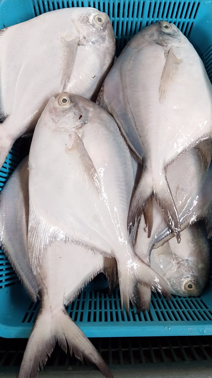 Big White Pomfret Fish 大白鲳鱼 Ikan Bawal Putih Besar 400g up