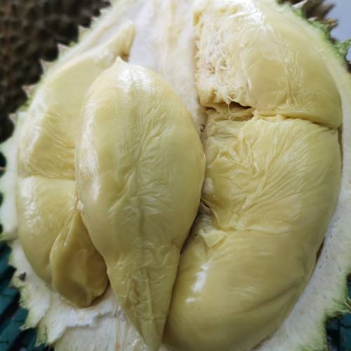 Fresh D24 Pulp 新鲜D24果肉 100g