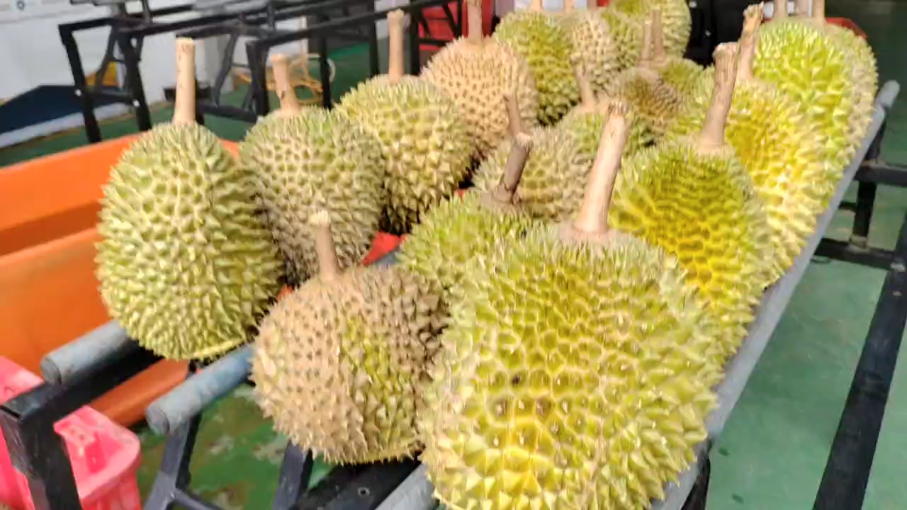 Malaysia Whole Musang King Fresh Durian 1.5-2kg package Ship to China 
