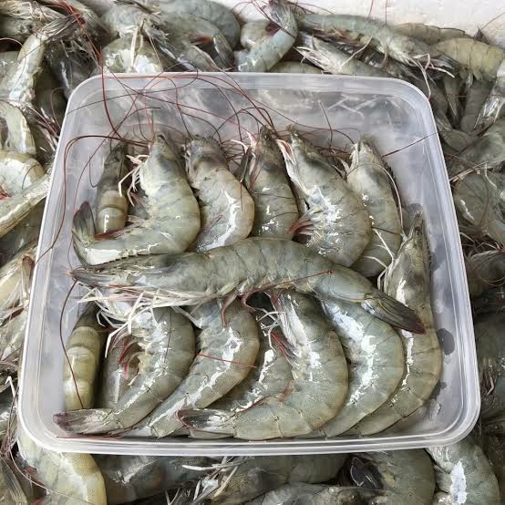Freshness Udang Besar 大虾 (31-40 ekor) 500g / pack