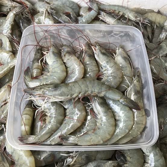 Freshness Udang Besar 大虾 (31-40 ekor) 500g / pack