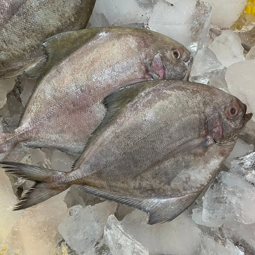 Pomfret Fish 斗鲳鱼 Ikan Bawal Cepat sold in kg