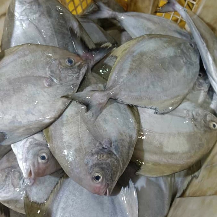 Pomfret Fish 斗鲳鱼 Ikan Bawal Cepat sold in kg