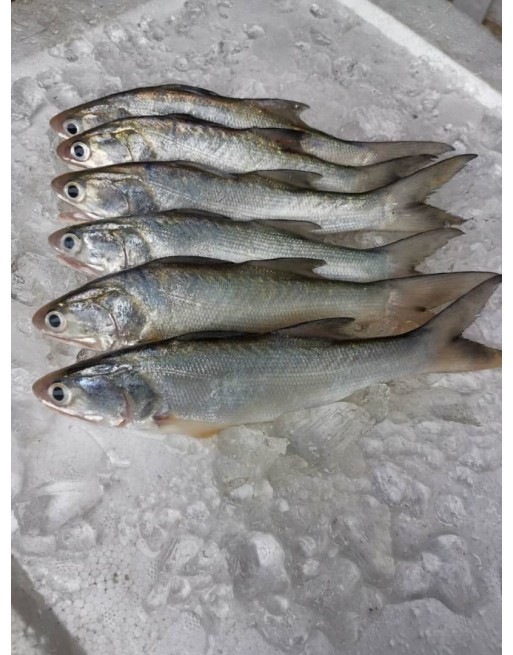 Freshness Local Fish Threadfin | Senangin | 马友鱼 1kg / pack