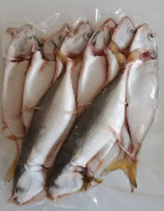 Freshness ikan kembung 500g / pack 甘梦鱼