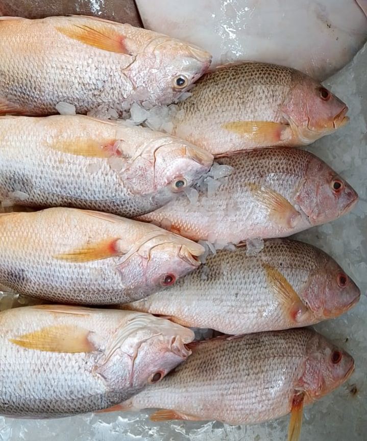 Big Golden Snapper 5Kg~6kg 1Pcs 大红皂 5Kg~6kg 1只