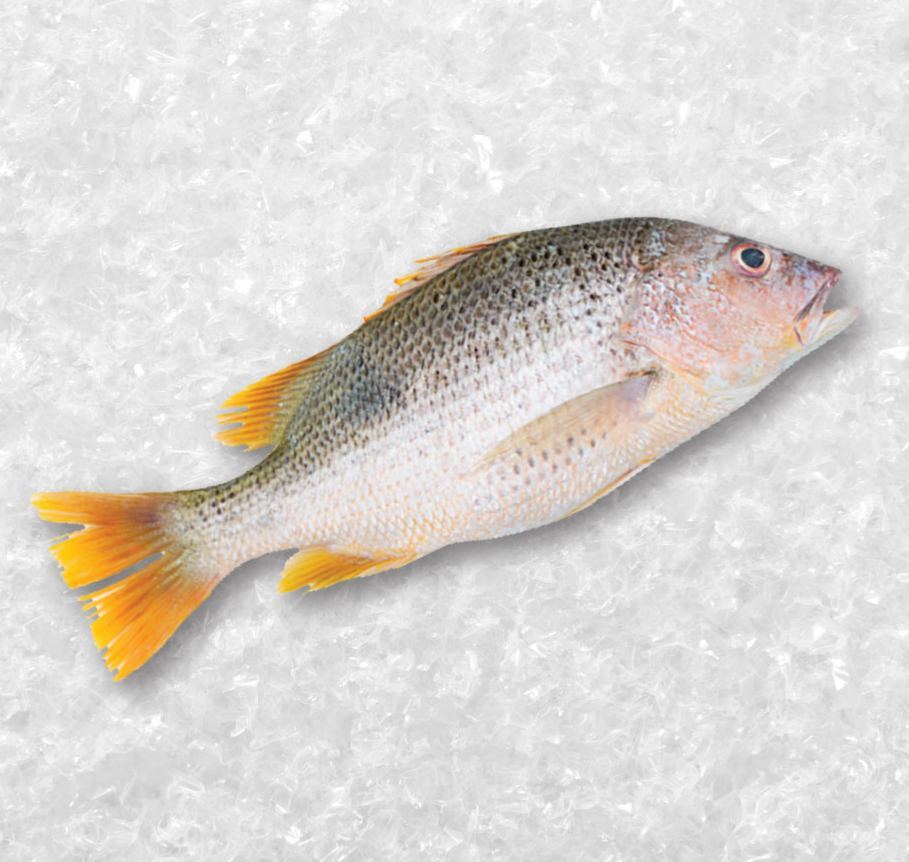 Big Golden Snapper 5Kg~6kg 1Pcs 大红皂 5Kg~6kg 1只