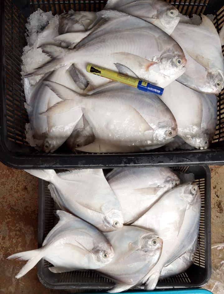 Big White Pomfret Fish 大白鲳鱼 Ikan Bawal Putih Besar 400g up