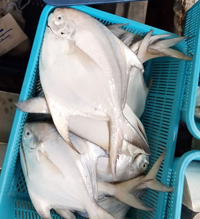 Big White Pomfret Fish 大白鲳鱼 Ikan Bawal Putih Besar 400g up