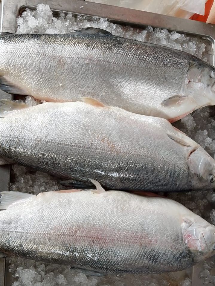 White Snapper | Jenahak Putih | 大白皂魚 sale with kg