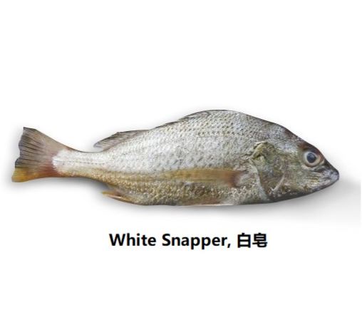 White Snapper | Jenahak Putih | 大白皂魚 sale with kg