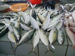 Freshness ikan kembung 500g / pack 甘梦鱼 (7-10 ekor)