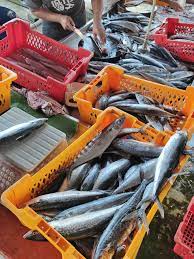  Korean Seerfish | Tenggiri Papan| 大板鲛鱼whole pieces 整只1 kg up