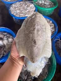Cuttlefish 大花目@目斗@墨斗鱼 Sotong sold in kilograms