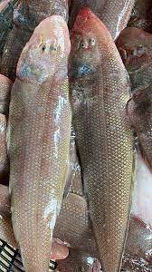 Freshness Seafood Tongue Fish 龙舍/大拖鞋鱼 sold in kg