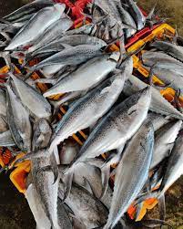  Korean Seerfish | Tenggiri Papan| 大板鲛鱼whole pieces 整只1 kg up