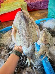Cuttlefish 大花目@目斗@墨斗鱼 Sotong sold in kilograms