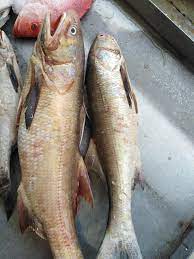 Indian Threadfin / Ikan Kurau / 大顺丰鱼 sold in kilograms