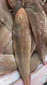Freshness Seafood Tongue Fish 龙舍/大拖鞋鱼 sold in kg