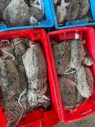 Cuttlefish 大花目@目斗@墨斗鱼 Sotong sold in kilograms