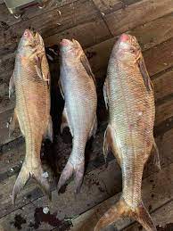 Indian Threadfin / Ikan Kurau / 大顺丰鱼 sold in kilograms