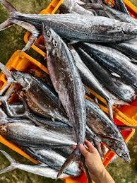  Korean Seerfish | Tenggiri Papan| 大板鲛鱼whole pieces 整只1 kg up