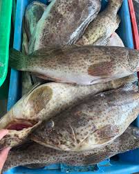 Grouper 大石斑鱼 ikan kerapu sold in kilograms