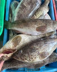 Grouper 大石斑鱼 ikan kerapu sold in kilograms