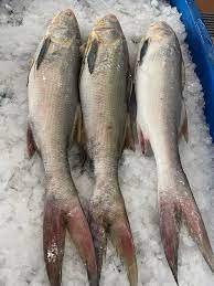 Indian Threadfin / Ikan Kurau / 大顺丰鱼 sold in kilograms