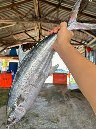  Korean Seerfish | Tenggiri Papan| 大板鲛鱼whole pieces 整只1 kg up