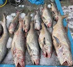 Indian Threadfin / Ikan Kurau / 大顺丰鱼 sold in kilograms