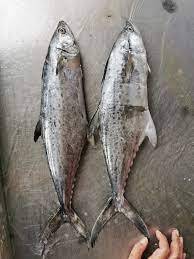  Korean Seerfish | Tenggiri Papan| 大板鲛鱼whole pieces 整只1 kg up