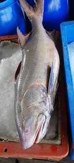 Indian Threadfin / Ikan Kurau / 大顺丰鱼 sold in kilograms