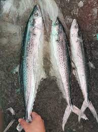  Korean Seerfish | Tenggiri Papan| 大板鲛鱼whole pieces 整只1 kg up