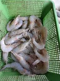 Freshness Udang Kelabu (ekor) 麻虾 500g / pack