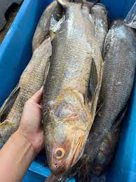 Indian Threadfin / Ikan Kurau / 大顺丰鱼 sold in kilograms
