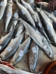  Korean Seerfish | Tenggiri Papan| 大板鲛鱼whole pieces 整只1 kg up