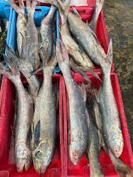 Indian Threadfin / Ikan Kurau / 大顺丰鱼 sold in kilograms