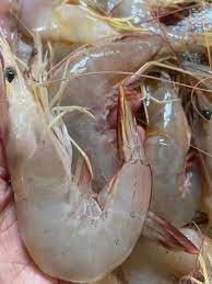 Freshness Udang Kelabu (ekor) 麻虾 500g / pack