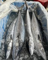 Indian Threadfin / Ikan Kurau / 大顺丰鱼 sold in kilograms
