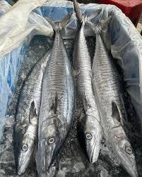 Indian Threadfin / Ikan Kurau / 大顺丰鱼 sold in kilograms