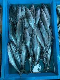 Indian Threadfin / Ikan Kurau / 大顺丰鱼 sold in kilograms