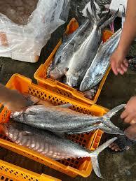  Korean Seerfish | Tenggiri Papan| 大板鲛鱼whole pieces 整只1 kg up